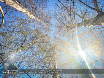 Birkenpollen Feature - Niederösterreich - Do 09.04.2020 - Birkenpollen Birken Baumstamm Baumkrone Idylle Natur Erholung Po12