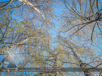 Birkenpollen Feature - Niederösterreich - Do 09.04.2020 - Birkenpollen Birken Baumstamm Baumkrone Idylle Natur Erholung Po13