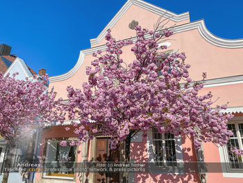 Frühling Feature - Wien und Niederösterreich - So 12.04.2020 - blühender Zierkirsche Baum pink blühend Frühling Natur Bäume3