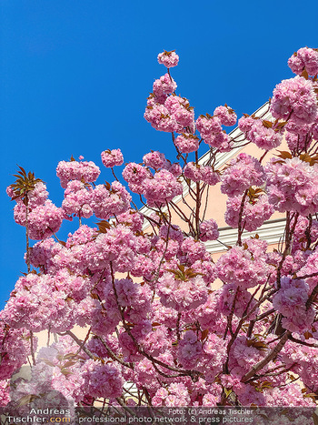 Frühling Feature - Wien und Niederösterreich - So 12.04.2020 - blühender Zierkirsche Baum rosa pink blühend Frühling Natur B4