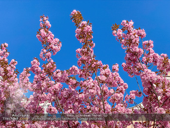 Frühling Feature - Wien und Niederösterreich - So 12.04.2020 - blühender Zierkirsche Baum rosa pink blühend Frühling Natur B6