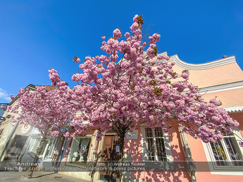 Frühling Feature - Wien und Niederösterreich - So 12.04.2020 - blühender Zierkirsche Baum rosa pink blühend Frühling Natur B7