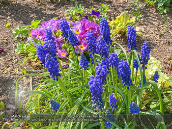 Frühling Feature - Wien und Niederösterreich - So 12.04.2020 - Rauchfangkehrer Gartenblumen Garten Frühling garteln Blumen Ver12