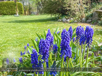 Frühling Feature - Wien und Niederösterreich - So 12.04.2020 - Rauchfangkehrer Gartenblumen Garten Frühling garteln Blumen Ver13