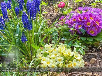 Frühling Feature - Wien und Niederösterreich - So 12.04.2020 - Rauchfangkehrer Primeln Gartenblumen Garten Frühling garteln Bl14