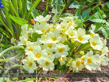 Frühling Feature - Wien und Niederösterreich - So 12.04.2020 - Primeln gelb viollett Gartenblumen Garten Frühling garteln Blum15