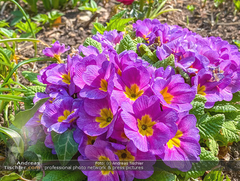 Frühling Feature - Wien und Niederösterreich - So 12.04.2020 - Primeln gelb viollett Gartenblumen Garten Frühling garteln Blum16