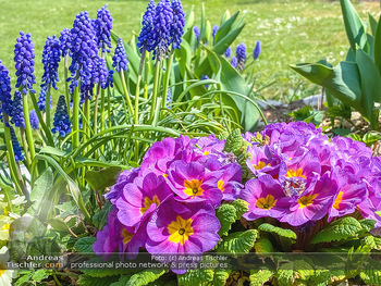 Frühling Feature - Wien und Niederösterreich - So 12.04.2020 - Rauchfangkehrer Primeln Gartenblumen Garten Frühling garteln Bl17