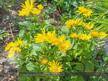 Frühling Feature - Wien und Niederösterreich - So 12.04.2020 - gelbe Gartenblumen Garten Frühling garteln Blumen Verschönerun18