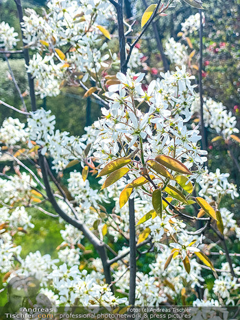 Frühling Feature - Wien und Niederösterreich - So 12.04.2020 - Birnenbaum Blüte weiß Garten Frühling garteln Blumen Verschö19