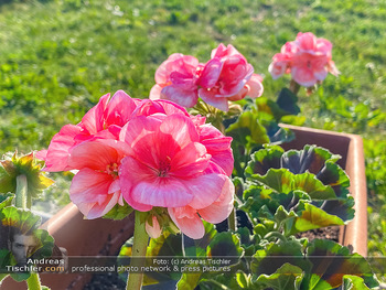 Frühling Feature - Wien und Niederösterreich - So 12.04.2020 - rote Begonien Pelargonien Blumenkisterl Gartenblumen Garten Frü21