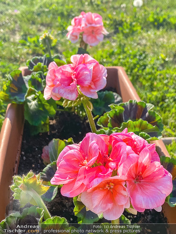 Frühling Feature - Wien und Niederösterreich - So 12.04.2020 - rote Begonien Pelargonien Blumenkisterl Gartenblumen Garten Frü22