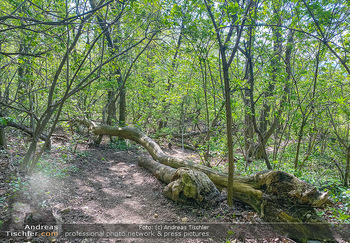 Frühlingseindrücke - Wien und NÖ - Mi 15.04.2020 - Wildnis Wald Baum Wanderweg Nähe Höhenstraße Leopoldsberg Kah14