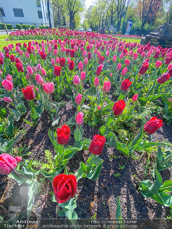 Frühlingseindrücke - Wien und NÖ - Mi 15.04.2020 - Rote und viollette Tulpen, Tulpenmeer in einem Kreisverkehr 119016