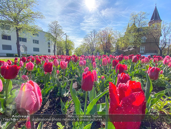 Frühlingseindrücke - Wien und NÖ - Mi 15.04.2020 - Rote und viollette Tulpen, Tulpenmeer in einem Kreisverkehr 119017