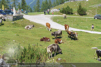 Österreich in Farben - Österreich - Mo 31.08.2020 - Begegnung von Wanderern mit Kühen auf der Alm35