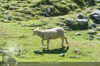 Österreich in Farben - Österreich - Mo 31.08.2020 - frei laufende Schafe auf der Seebenalm beim Bergsee Seebensee in49