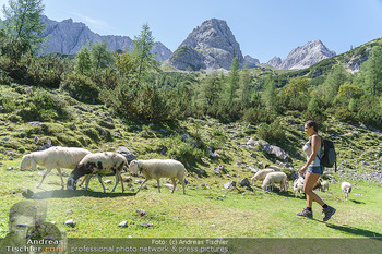 Österreich in Farben - Österreich - Mo 31.08.2020 - Wanderin Katharina auf der Seebenalm in Tirol mit Schafen Schafh50