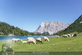 Österreich in Farben - Österreich - Mo 31.08.2020 - frei laufende Schafe auf der Seebenalm beim Bergsee Seebensee in51