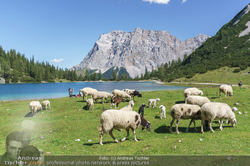 Österreich in Farben - Österreich - Mo 31.08.2020 - frei laufende Schafe auf der Seebenalm beim Bergsee Seebensee in53