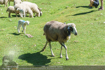 Österreich in Farben - Österreich - Mo 31.08.2020 - frei laufende Schafe auf der Seebenalm beim Bergsee Seebensee in54