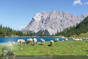 Österreich in Farben - Österreich - Mo 31.08.2020 - frei laufende Schafe auf der Seebenalm beim Bergsee Seebensee in57