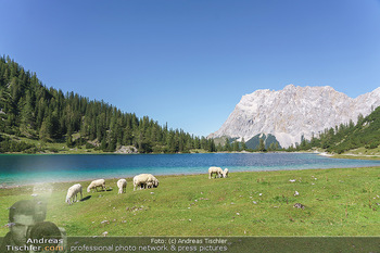 Österreich in Farben - Österreich - Mo 31.08.2020 - frei laufende Schafe auf der Seebenalm beim Bergsee Seebensee in78