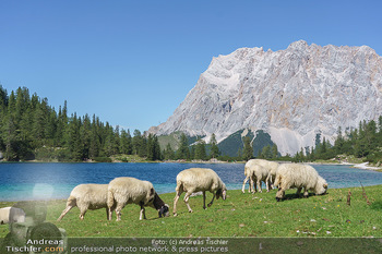 Österreich in Farben - Österreich - Mo 31.08.2020 - frei laufende Schafe auf der Seebenalm beim Bergsee Seebensee in79
