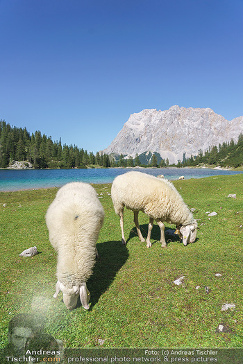 Österreich in Farben - Österreich - Mo 31.08.2020 - frei laufende Schafe auf der Seebenalm beim Bergsee Seebensee in82