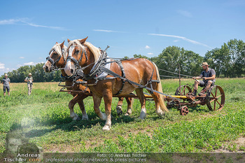 Biofeldtage Tag 2 - Seehof, Donnerskirchen - Sa 07.08.2021 - Feldarbeit Landwirtschaft mit Pferden (Haflinger), früher, hist1