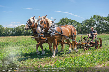 Biofeldtage Tag 2 - Seehof, Donnerskirchen - Sa 07.08.2021 - Feldarbeit Landwirtschaft mit Pferden (Haflinger), früher, hist18