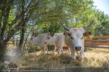 Biofeldtage Tag 2 - Seehof, Donnerskirchen - Sa 07.08.2021 - Rinder, Kuh, Tiere, artgerechte Tierhaltung, Kühe, Hörner106