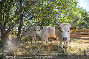 Biofeldtage Tag 2 - Seehof, Donnerskirchen - Sa 07.08.2021 - Rinder, Kuh, Tiere, artgerechte Tierhaltung, Kühe, Hörner107