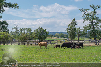 Biofeldtage Tag 2 - Seehof, Donnerskirchen - Sa 07.08.2021 - Rinder, Kuh, Tiere, artgerechte Tierhaltung, Kühe, Weide, Wiese110