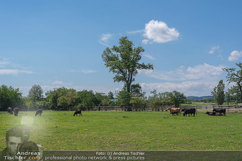 Biofeldtage Tag 2 - Seehof, Donnerskirchen - Sa 07.08.2021 - Rinder, Kuh, Tiere, artgerechte Tierhaltung, Kühe, Weide, Wiese111