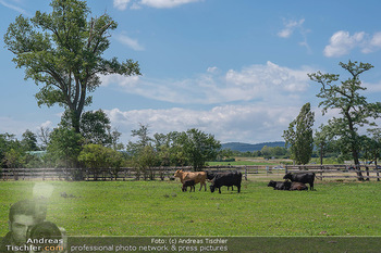 Biofeldtage Tag 2 - Seehof, Donnerskirchen - Sa 07.08.2021 - Rinder, Kuh, Tiere, artgerechte Tierhaltung, Kühe, Weide, Wiese112