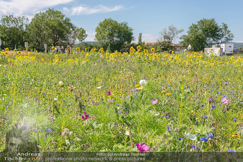 Biofeldtage Tag 2 - Seehof, Donnerskirchen - Sa 07.08.2021 - Naturblumenwiesen, Blumen, Wiese, Blumenwiese154