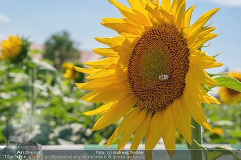 Biofeldtage Tag 2 - Seehof, Donnerskirchen - Sa 07.08.2021 - Pannatura Sonnenblume163