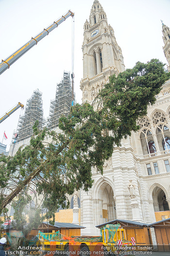 Christbaum Aufstellen - Rathausplatz, Wien - Mi 03.11.2021 - Aufstellen Christbaum mit Kran vor Wiener Rathaus49