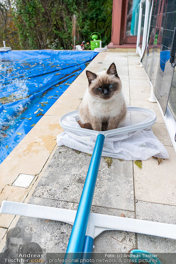 HomeStory Simone Lugner - Lugner Villa, Wien - Mo 28.10.2024 - Katze Nyo sitzt im Kescher Kesher143