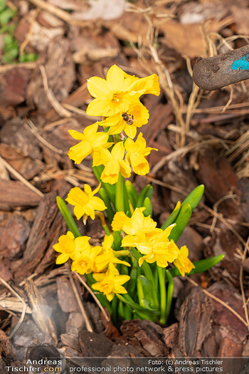 Frühling bei Simone Lugner - Lugner Villa, Wien - Mo 02.03.2026 - erste Biene setzt sich auf die neuen Blumen36