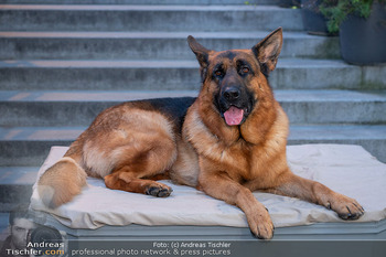 Premiere Kommissar Rex - Urania Kino, Wien - Mi 25.03.2026 - Kommissar REX Hund, Filmhund, Schäferhund, Wachhund, Polizeihun6