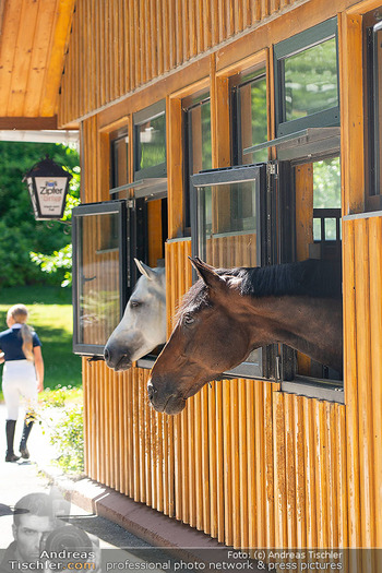 Fototermin vor LGCT Reitturnier - Privater Pferdehof, Haag - Do 04.06.2026 - Pferde schauen aus ihrer Box2